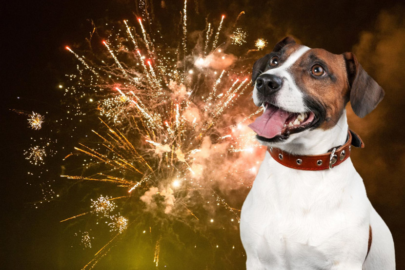 Keeping Calm Through Summer: A Pet Owner’s Guide to Fireworks and Storm Anxiety