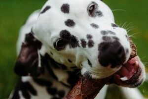 A Pet’s Curiosity Can Be Dangerous: How to Prevent Your Pet from Swallowing Unsafe Objects