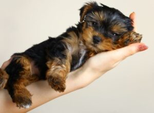 Puppy Vaccination and Wellness Essentials