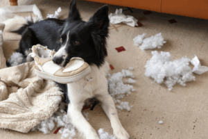 When Pets Get Into Trouble: A Quick Guide from Bell Parkway Veterinary Hospital