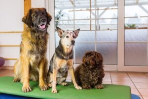 How To Reduce Kennel Cough Risks for Boarding Dogs in Phoenix