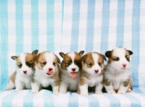 Spotting Parvo Early: What Every New Pet Owner Should Know