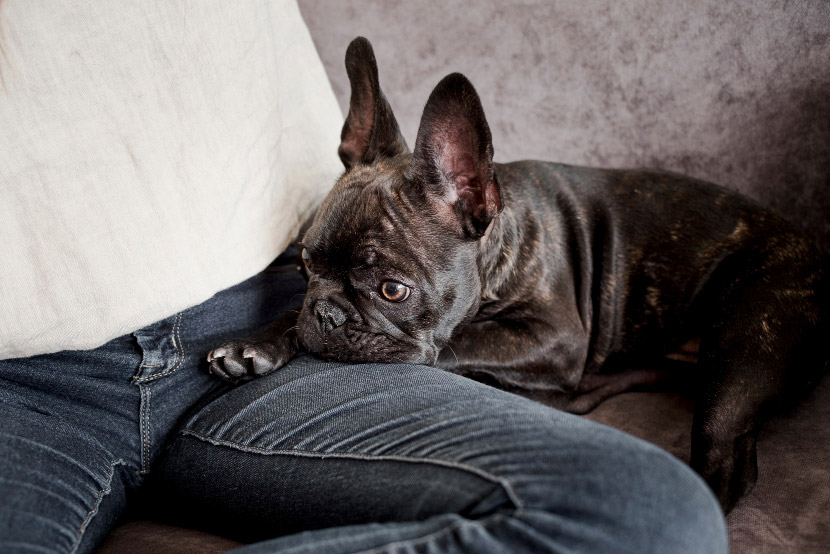 Pet Anxiety 101: How to Tell If Your Dog or Cat Is Feeling Stressed