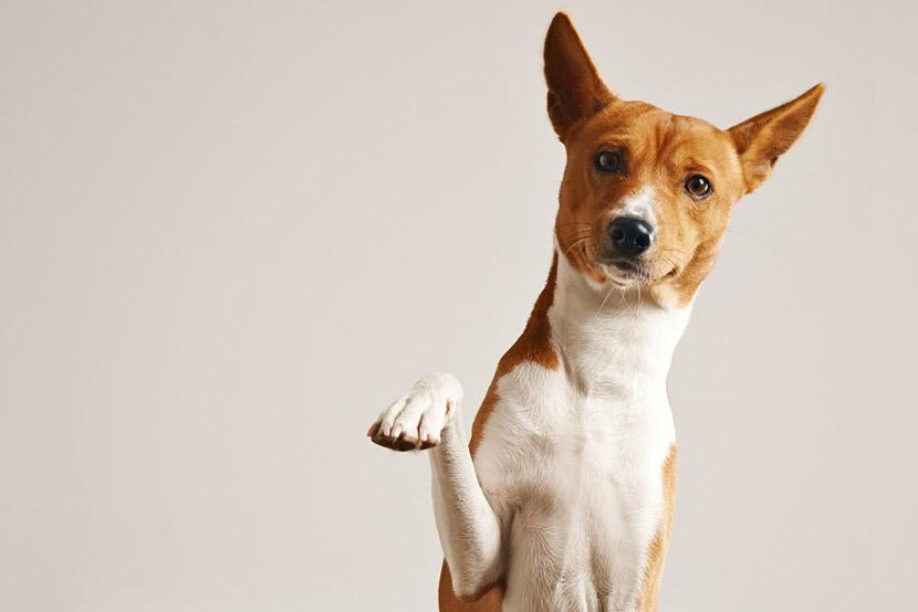 How to Spot Arthritis Pain in Your Senior Pet Early