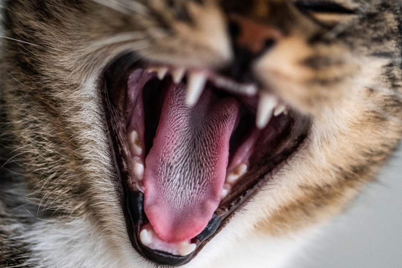 The Quiet Clues of Dental Disease in Dogs and Cats