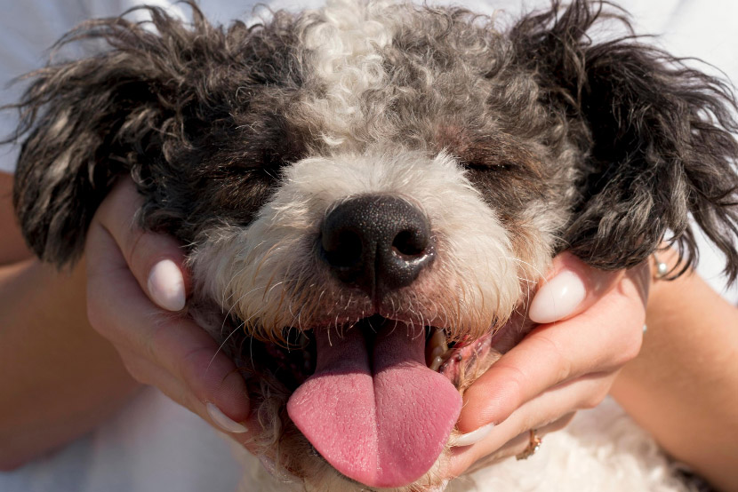 Caring for Your Pet’s Dental Health at Home