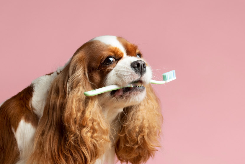 How Often Should Your Pet Receive a Dental Cleaning?