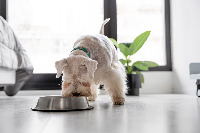 What to Feed Your Dog When They Have Diarrhea: Expert Advice from Your Vet