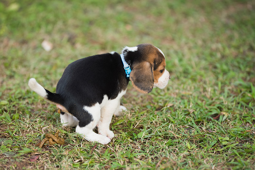 From Yard to Diagnosis: What Your Dog’s Poop Says About Their Health