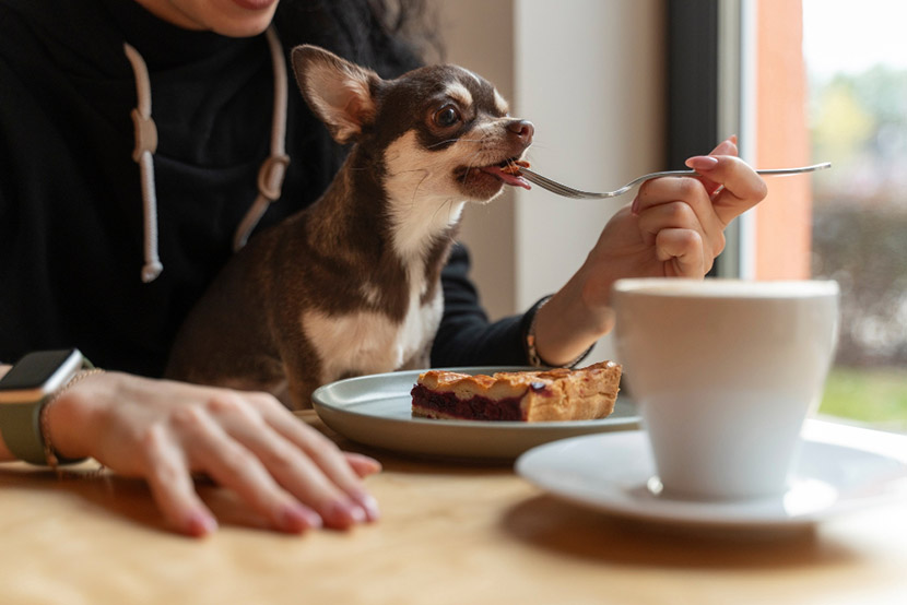 A Pet Owner’s Guide to Common Food Dangers