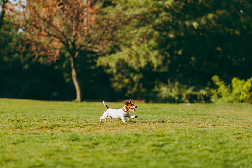 Kennel Cough in Dogs: What Pet Parents Should Know This Summer