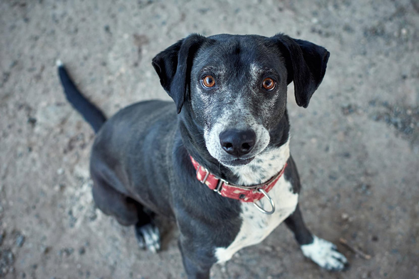 Nutrition Tips to Support Joint Health in Aging Pets