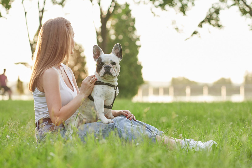 Your Pet’s Summer Vacation Checklist: How to Travel Safely Together This Season
