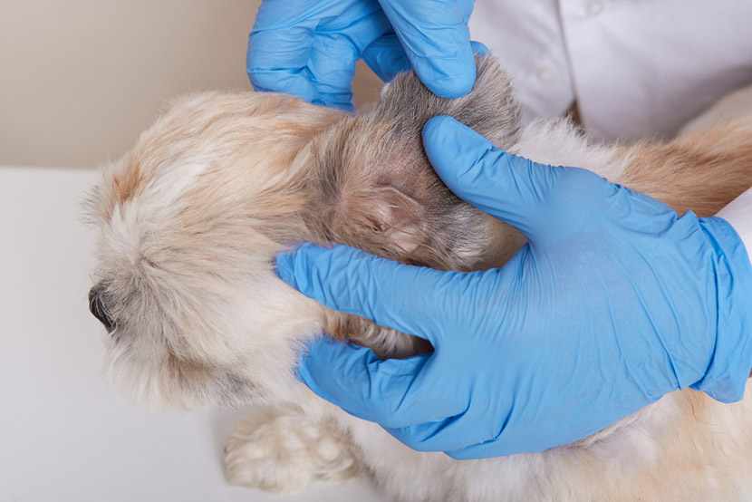 Monsoon Season and Parasites: What Surprise Pet Owners Should Know About Fleas, Ticks, Mosquitoes, and Heartworms