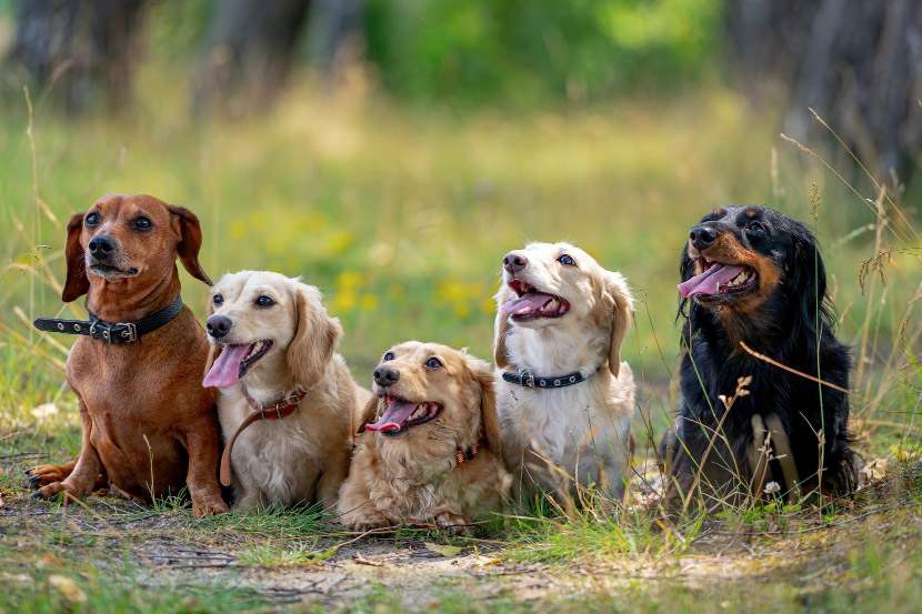 Understanding Why Parvo Cases Rise at Certain Times of Year
