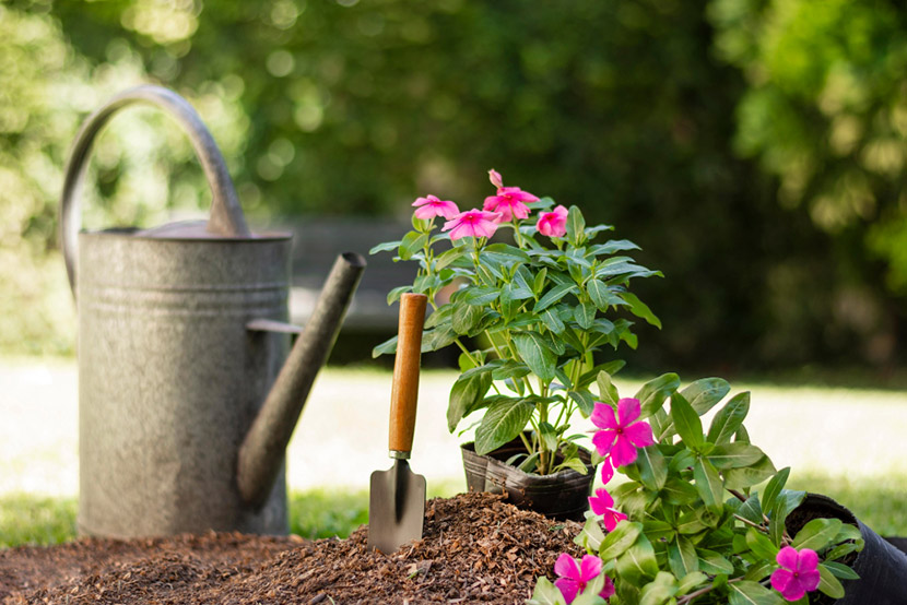 Is Your Garden Safe for Your Pets? Protect Your Furry Friends from Toxic Plants