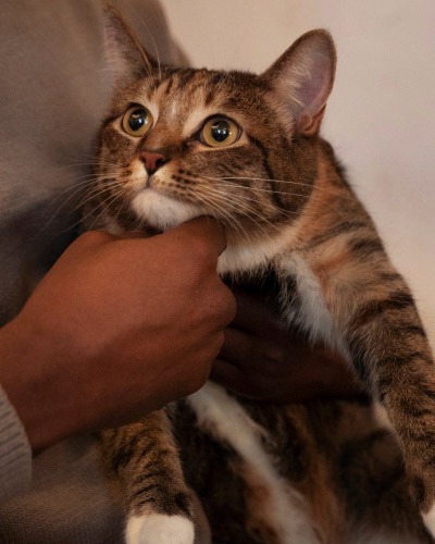 Contact Bell Parkway Veterinary Hospital with questions