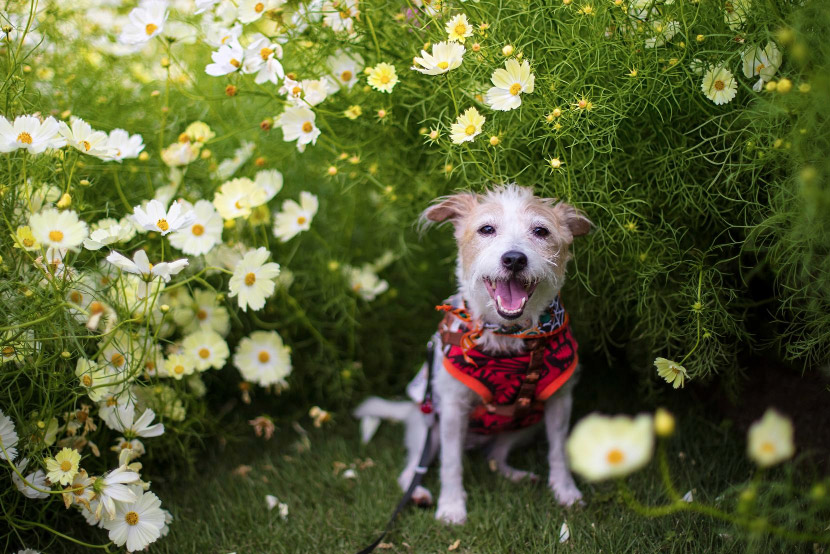 Spring Cleaning and Pet Safety: Creating a Fresh Home Without Putting Your Pets at Risk