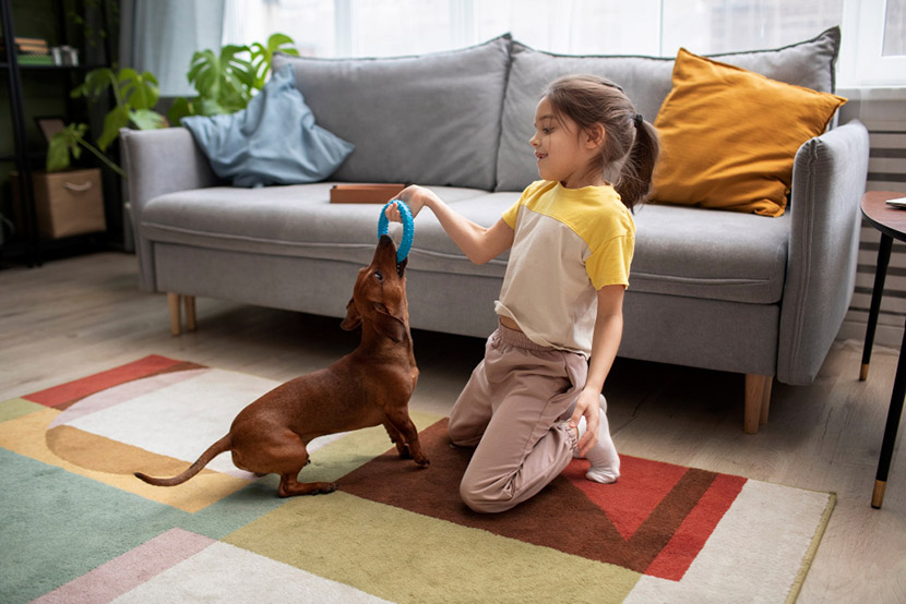 Is That Toy Hurting Your Pet? Common Hazards in Dog Chew Toys